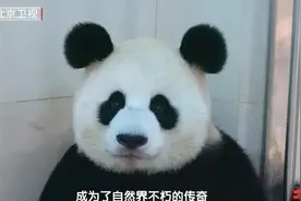 生了！大熊猫“璨璨”初产诞下双胞胎兄妹图片