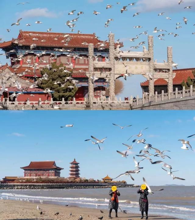 治愈天花板！来蓬莱赴一场冬日“鸥遇”