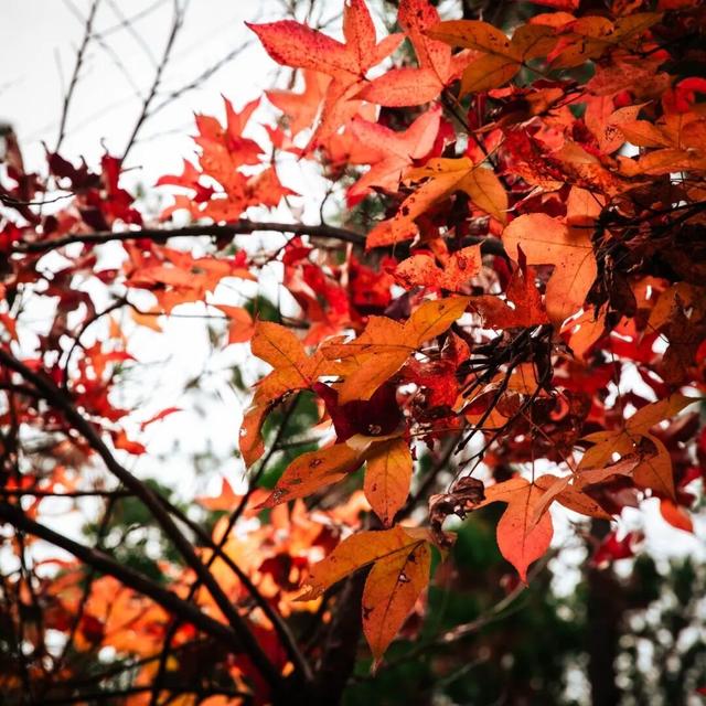 去有“枫”的地方，团风大崎山“枫”景正好！