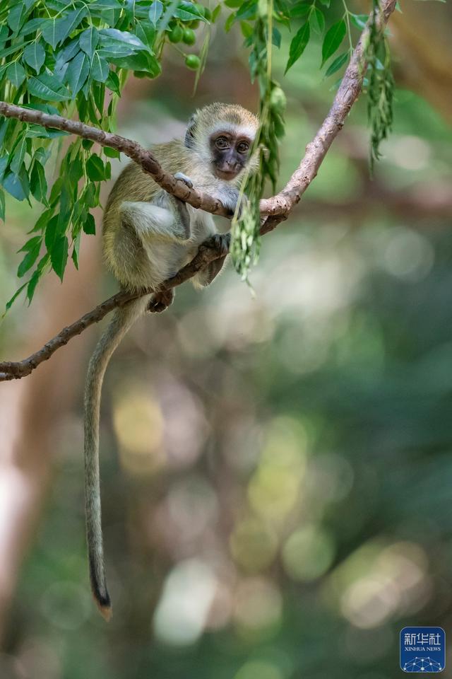 探访肯尼亚安博塞利国家公园