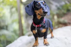 德国《动物保护法》面临修订 腊肠犬或将被禁止繁育图片