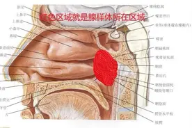健康在线｜晚上张嘴睡觉 白天嘴闭不紧 当心腺样体肥大让孩子“变丑”！图片