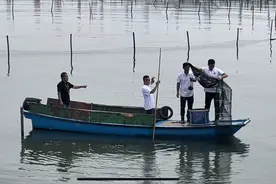 阳澄湖大闸蟹今年普遍个头大，预计产量增至1.1万吨图片