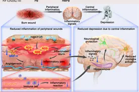 南开大学团队设计用于烧伤愈合和烧伤后抑郁情绪调节的功能水凝胶敷料图片