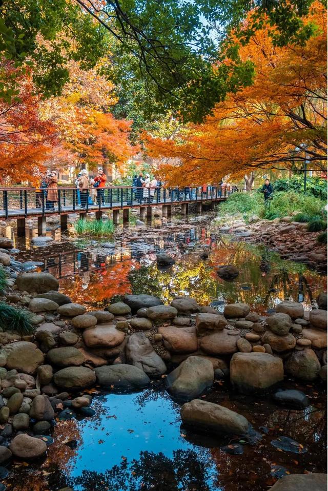 上海市中心枫叶红了！这片绝美赏枫秘境免费打卡→