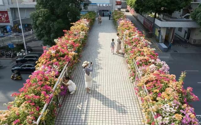 刷屏朋友圈！11月的浪漫被TA承包了，这场缤纷花事太治愈！