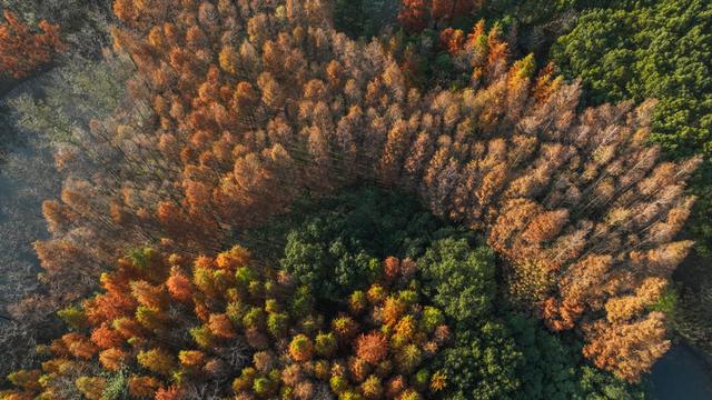 米市渡松南郊野公园秋色美如画