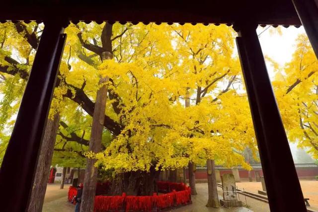 央视报道!就是现在!最佳赏叶期!还有玩法大升级……