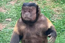 合肥野生动物园网红“大壮”去世！初步诊断系因心肺功能衰竭图片