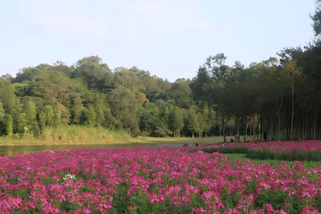 广州南沙披上“繁花盛装”，扮靓绿美全运画卷