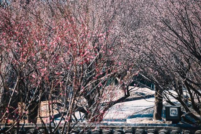 已确认！无锡梅园即将开园