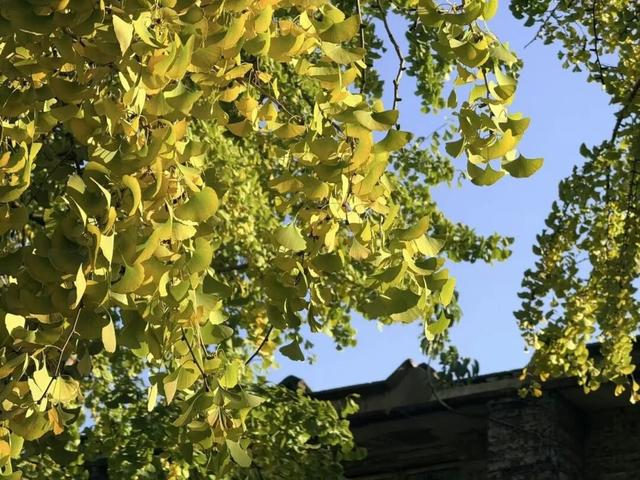 刷屏预警！高坪六合银杏进入 “半黄半绿” 阶段，周末约去~