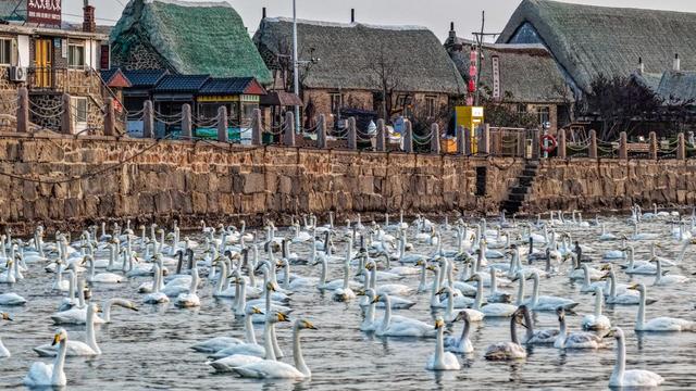 荣成：天鹅村畔天鹅舞