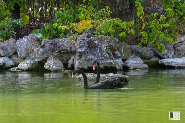 读城｜鹅鹅鹅！福州公园“顶流家族”又将"添丁"……