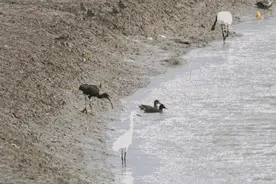 彩鹮与仙八色鸫现身深圳闹市图片