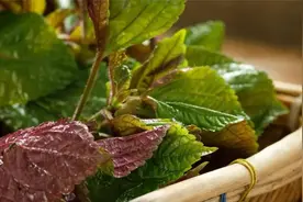 它被誉为“圣草名药”，全身都是宝，解暑行气、降脂解腻，夏天吃可太好了图片