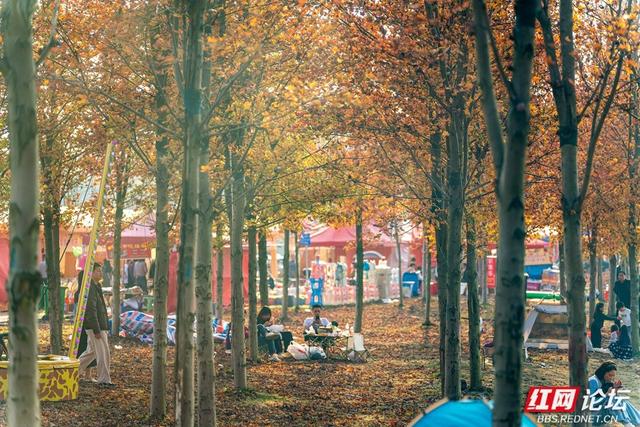 岁暖时刻丨枫落无声，秋意成空——益阳红枫大道的迟暮之美