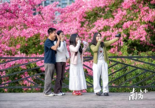粤享暖冬！异木棉花海暴击，网友：请北方朋友看过来
