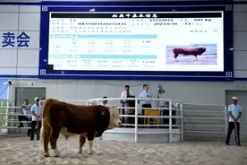 公牛之王拍出50万！图片