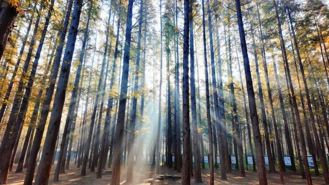 这片焦糖色的“童话森林”，美得藏不住了！