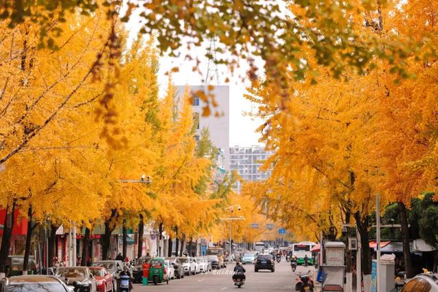 藏不住！秋天的莲都街头，绝美~