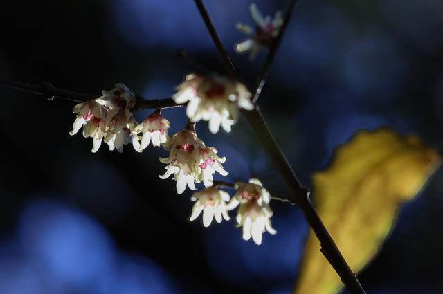 京西卧佛寺：腊梅凌寒开