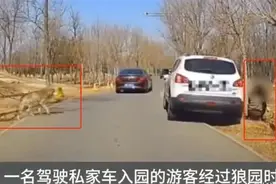 在野生动物园抱孩子下车，后车提醒“狼来了”，该有措施管住任性游客图片