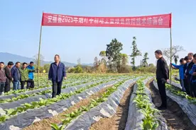 精耕细作育“金叶”科技赋能绘“新图”图片