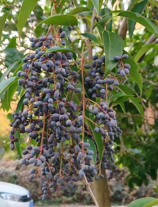 界首街头大量出现！别碰！别吃！