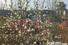 刘同林：台儿庄古城玉兰花开图片
