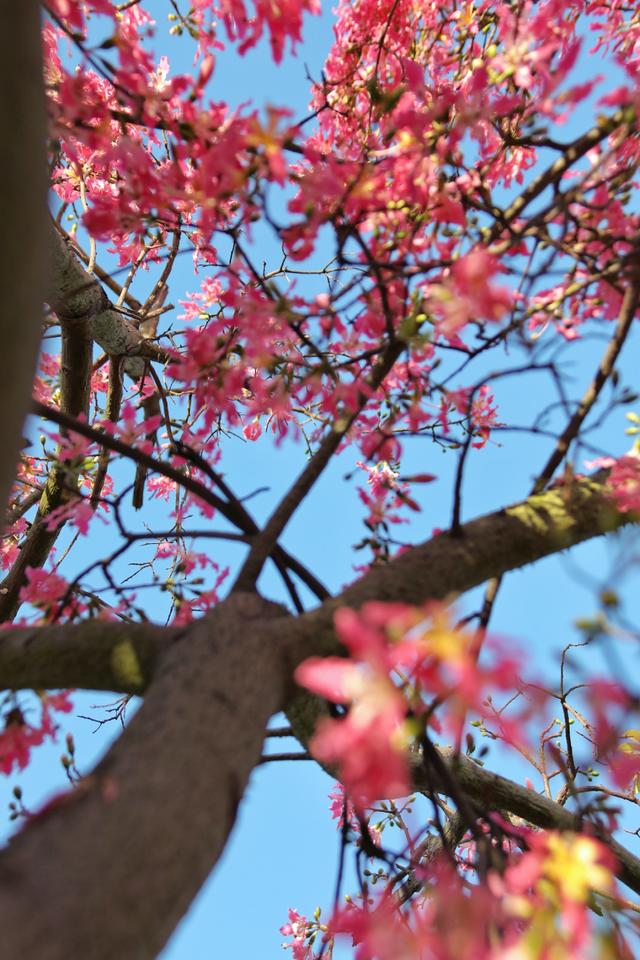 新晋打卡点！泉州市区这些限定“花海”全都美翻了……