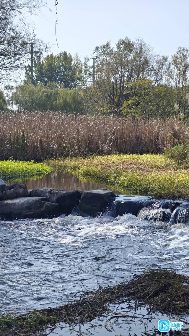 朱檐染秋色 杏叶藏秋意~潍坊虞河边拍照超出片