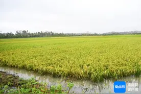 稻田现生机！文昌农业恢复生产“加速度”图片