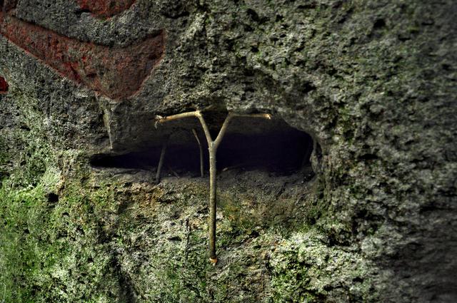 写点生活｜给生活支根棍儿