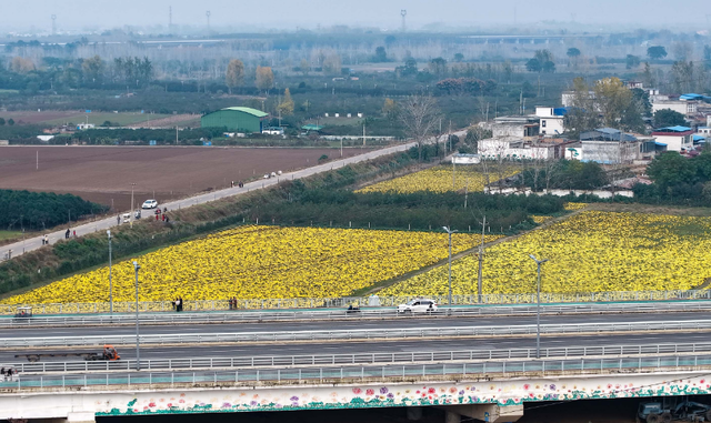 超美，平顶山这里有大片金色花海！