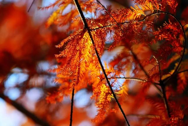 红红火火！这幅八闽“杉”水画等你细细品