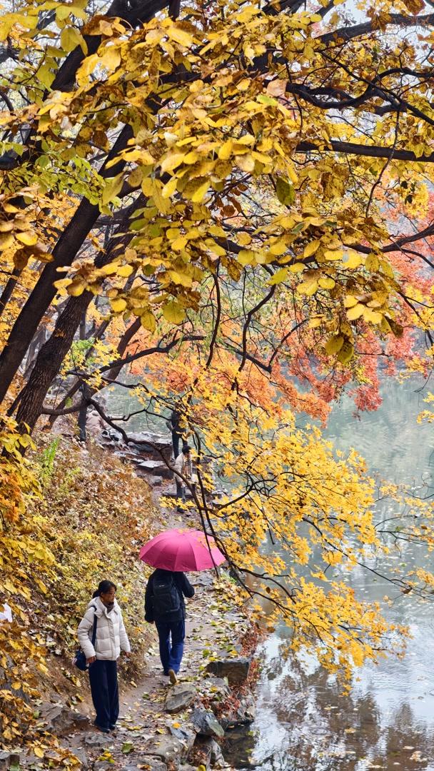 雨落颐和园后溪湖，秋色染透一地金黄
