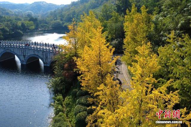 大自然的冬日画作 重庆园博园色彩斑斓美如画