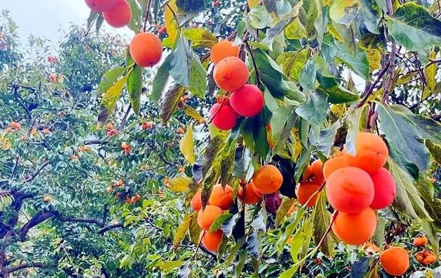 总是会反复爱上潍坊的秋天！