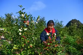 龙里：千亩油茶果飘香 荒山传来丰收曲图片