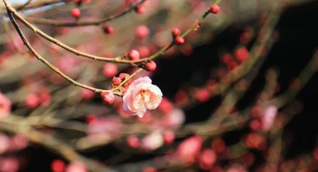 梅花山早梅“剧透”！盛花期在……