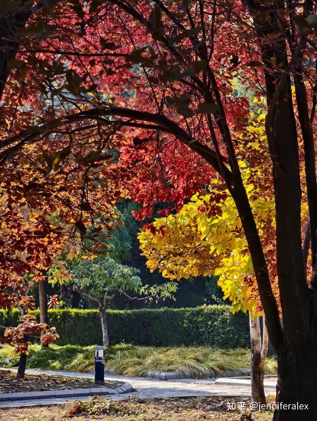 如何描述“北京的秋”？这是一期有温度的推送……