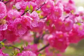 临夏市春日花市：邂逅千种芳菲！把春日美好“搬”回家～图片