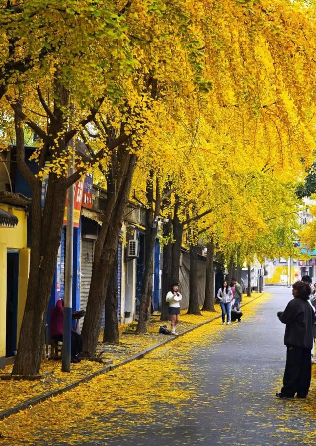 遇见丨开福上新色：捕捉开福黄调时刻