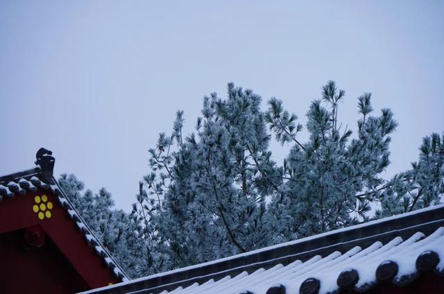 等来了！白河入冬第一场雪，竟藏着这样的景致