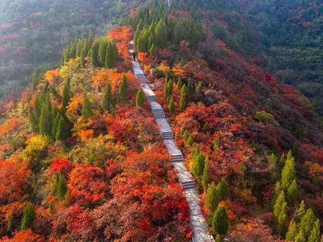 待天晴，看洛阳漫山姹紫嫣红→