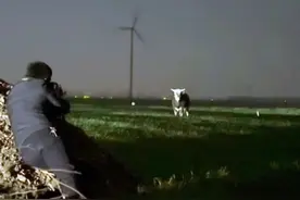 “疯牛”发飙！民警果断开枪击毙！图片