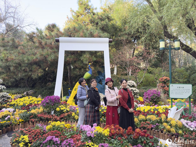 泉映菊韵正当时