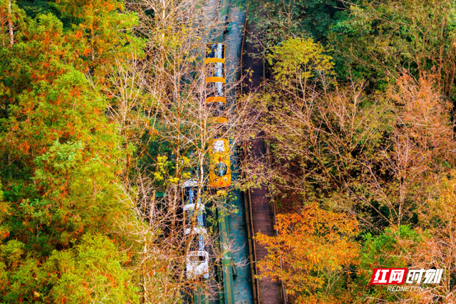 张家界十里画廊：深秋调色盘已送达，观光电车带你驶入层林尽染的童话秘境