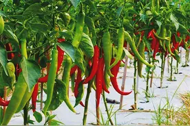 合理使用辣椒徒长控旺剂图片